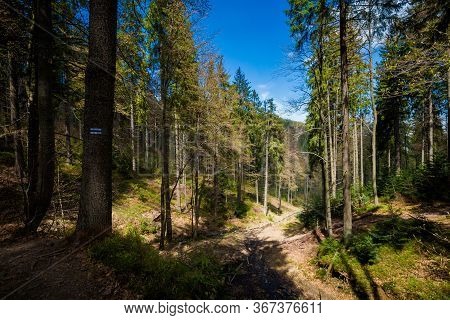 Spring Trekking Beskidy Rysianka Romanka