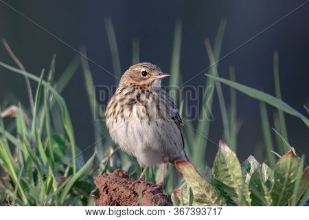 Tree Pipit Anthus Trivialis Sitting On Ground In Grass Portrait. Cute Little Meadow Songbird In Wild