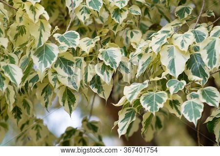 Branch Of Ficus Benjamina With Variegated Leaves. Motley Background Of Green Leaves With White Spots