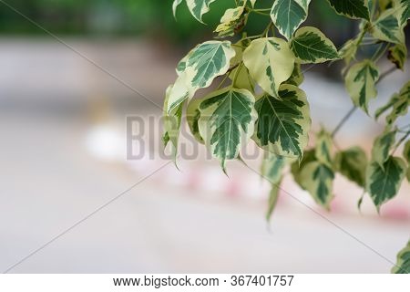 Branch Of Ficus Benjamina With Variegated Leaves. Motley Background Of Green Leaves With White Spots