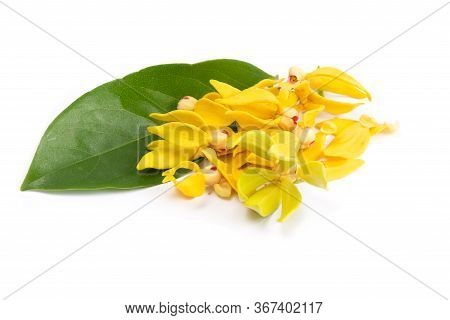 Flower Climbing Ylang-ylang, Climbing Ilang-ilang, Manorangini, Hara-champa Kantali Champa Isolated 