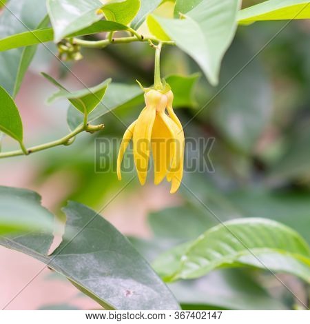 Climbing Ylang-ylang, Climbing Ilang-ilang, Manorangini, Hara-champa , Ylang Ylang Flower Blooming O