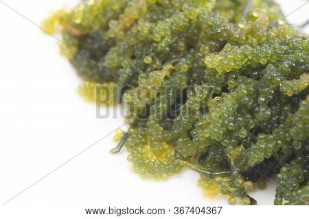 Sea Grapes / Green Caviar (caulerpa Lentillifera) A Healthy Seaweed Food
