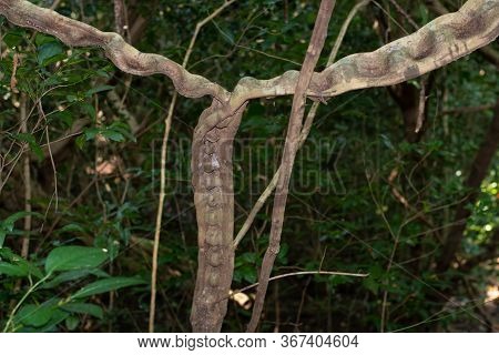 Thai Herb Name Bauhinia Scandens L. Var. Horsfieldii (miq.) Growing In Forest In Thailand. Monkey La