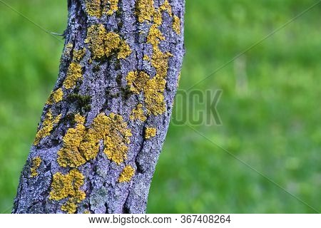 Tree Is Covered With Moss Which Damages The Tree And Kills It By Allowing It To Develop Fungal Disea