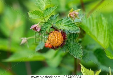 A Picture Of Some Salmonberries.   Vancouver Bc Canada