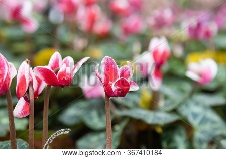 Cyclamen Flower And Green Leaves In Garden On Close Up View. Natural Cyclamen Flower Or Cyclamen Bou