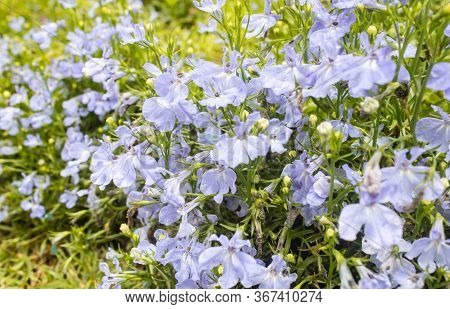 Purple Lobelia Flower In Garden On Right Frame. Natural Lobelia Flower Or Lobelia Bouquet With Green