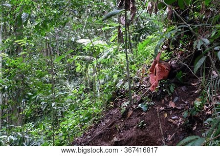 Full-bloomed Rafflesia Arnoldii Flower In Bengkulu Forest