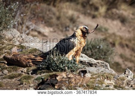 The Bearded Vulture (gypaetus Barbatus), Also Known As The Lammergeier Or Ossifrage On The Feeder