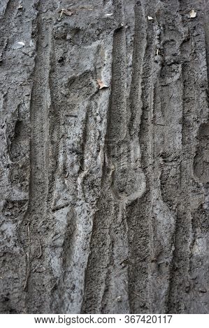 Boots And Bicycle Prints In The Mud