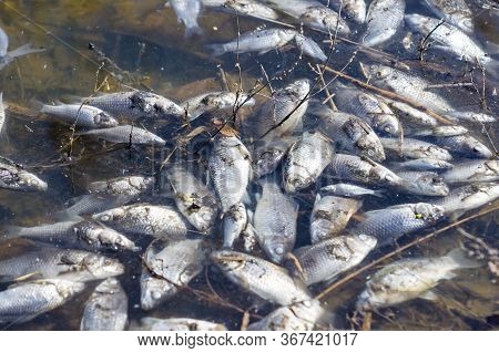 Dead Fish In The Water After Winter