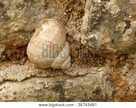 Roman Snail