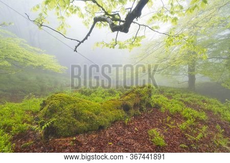 Beech Forest