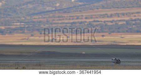 Common Crane (grus Grus)