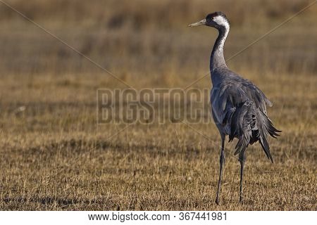 Common Crane (grus Grus)