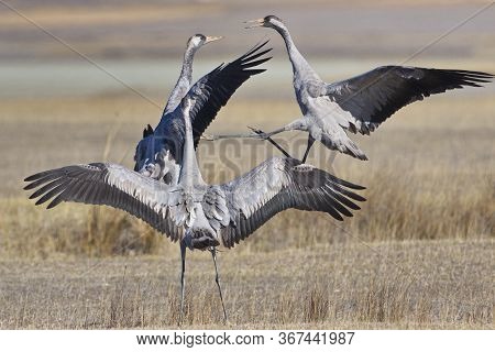 Common Crane (grus Grus)