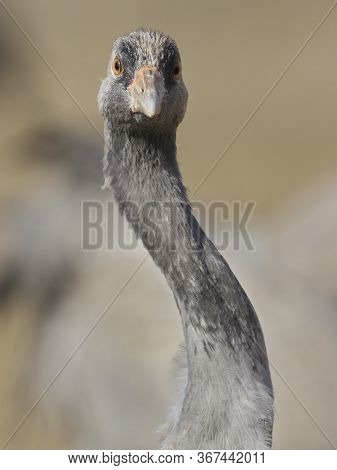 Common Crane (grus Grus)