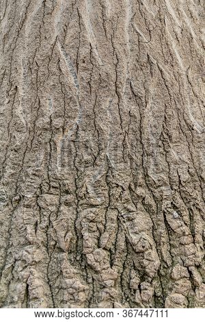 Picture Of A Full Frame Abstract Rough Bark Closeup