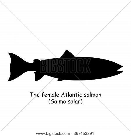 The Black Silhouette Of The Female Atlantic Salmon (salmo Salar) Is Isolated On White Background.