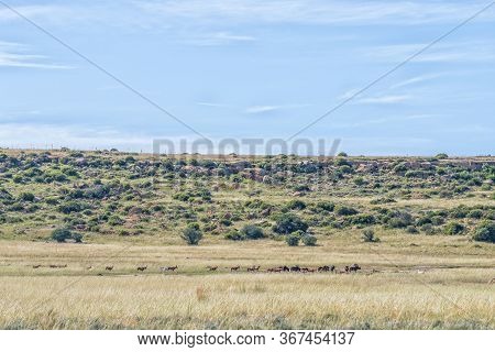 Herds Of Black Wildebeest And Red Hartebeest On The Eland Hiking Trail At Eingedi Near Ladybrand. Wh