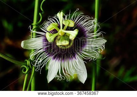 Close-up Of The Flower Of Common Passionfruit (passiflora Edulis),