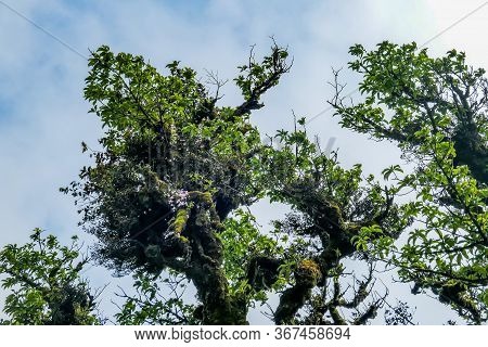 Typical Vietnamese Landscape In Spring With High Mountain Foggy Forest Phia Oac