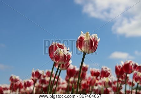 Red With White Tulip Of The Type Toplips Illuminated By The Sun In A Flower Bulb Field In Noordwijke