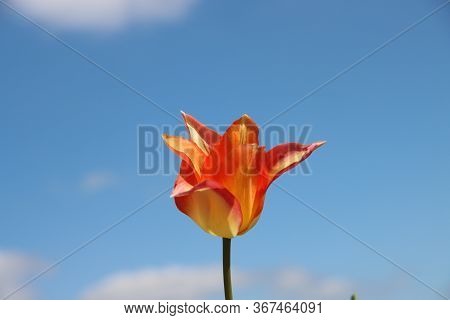 Yellow And Red Tulip Of The Type Toplips Illuminated By The Sun In A Flower Bulb Field In Noordwijke
