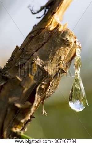 A Drop Of Resin On A Branch. Resin Flows From A Pine Branch. Closeup View Of A Drop Of Resin