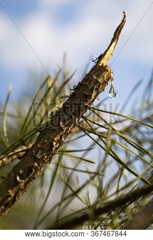 A Drop Of Resin On A Branch. Resin Flows From A Pine Branch. Closeup View Of A Drop Of Resin