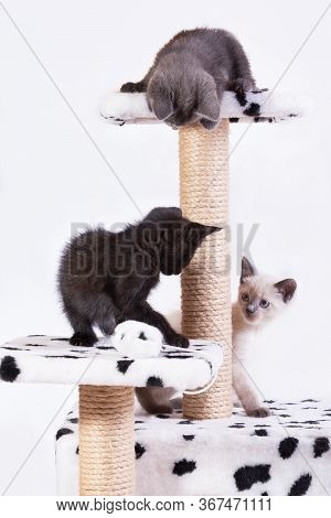 Little Funny Kittens Play With Each Other In The Game Complex For Cats.