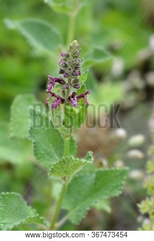 Stiff Hedgenettle Flowers - Latin Name - Stachys Recta