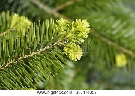 Nordmann Fir New Leaves - Latin Name - Abies Nordmanniana