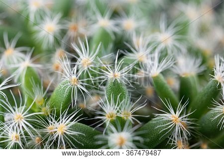 Leaves Of The Succulent Plant Trichodiadema Densum