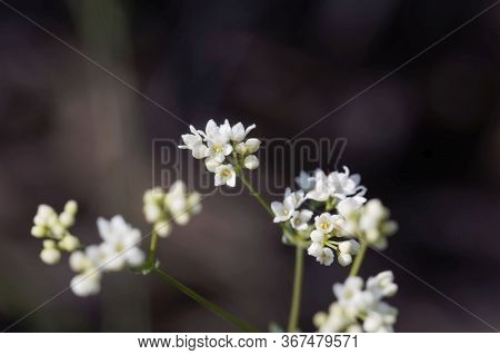 Flower Of A Waxy Bedstraw Plant, Galium Glaucum