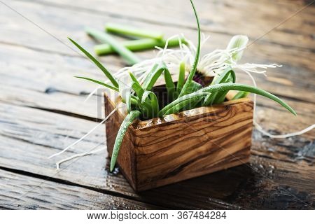 Fresh Spring Green Onion