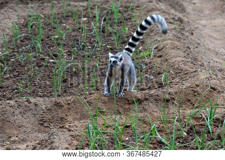 A Ring-tailed Lemur Hops Around In The Fields Of The Locals