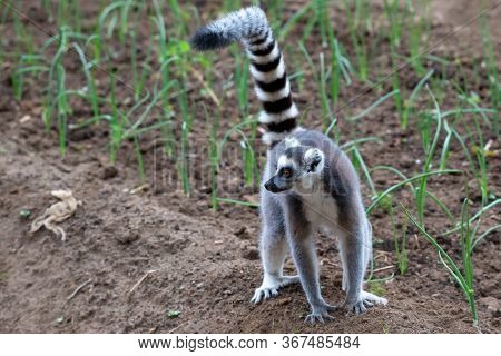 A Ring-tailed Lemur Hops Around In The Fields Of The Locals