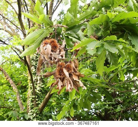 Chestnut-tree With Fruits On The Shells Called  Cupule Or Calybium In Autumn
