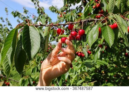 Hand Of Child Takes Red Cherries On The Tree In Spring