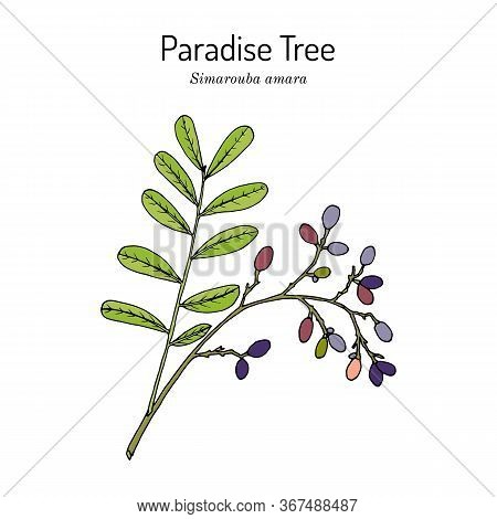 Paradise Tree Simarouba Amara , Medicinal Plant. Hand Drawn Botanical Vector Illustration