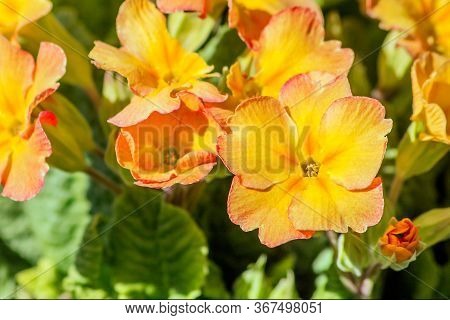 Garden Primrose Yellow-cream In The Spring Garden.