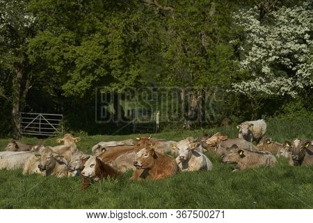 Cattle In Lush Green Fields Of The Woolley Valley, An Area Of Outstanding Natural Beauty In The Cots