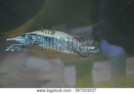 A Turtle In The Water, A Berlin Aquarium, Germany