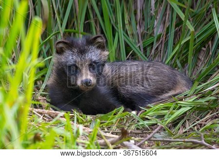 Young Raccoon Dog (nyctereutes Procyonoides) Or Mangut Lays With Lifted Head In The Grass Couch In T
