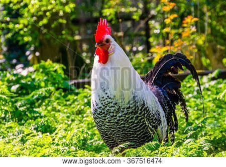 Beautiful Portrait Of A Black And White Brakel Chicken, Popular Breed From Belgium