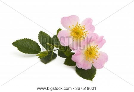 Rosehip Rose Flower Isolated On White Background