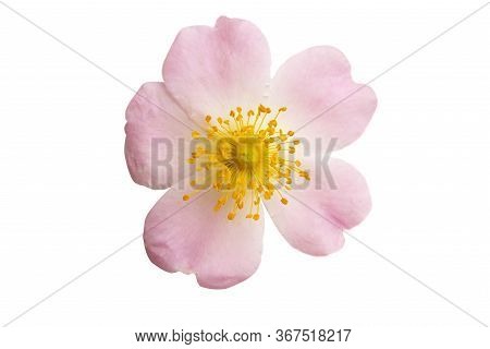 Rosehip Rose Flower Isolated On White Background