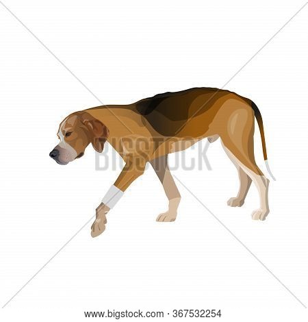 Lame Dog Walks With A Bandaged Paw